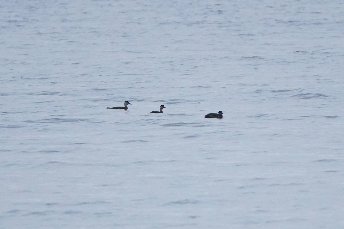 Common Scoter - ML645405189