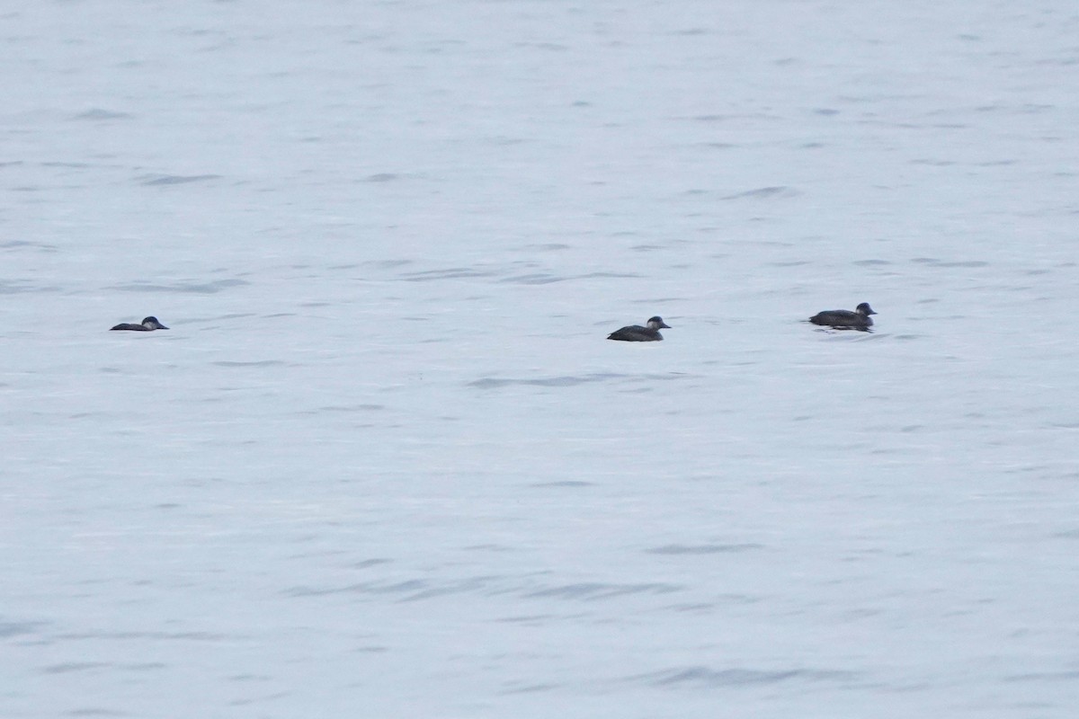 Common Scoter - ML645405190