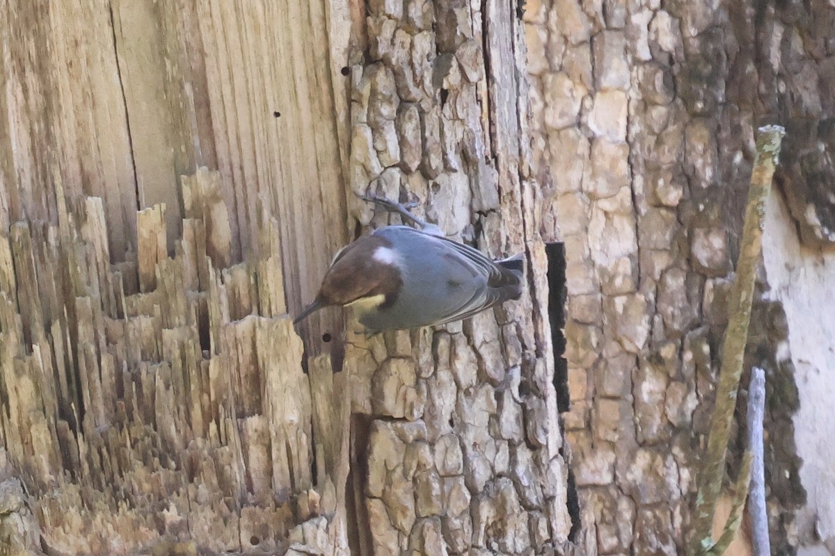 Brown-headed Nuthatch - ML645405191