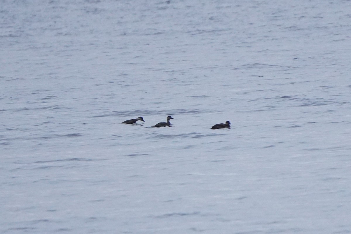 Common Scoter - ML645405192