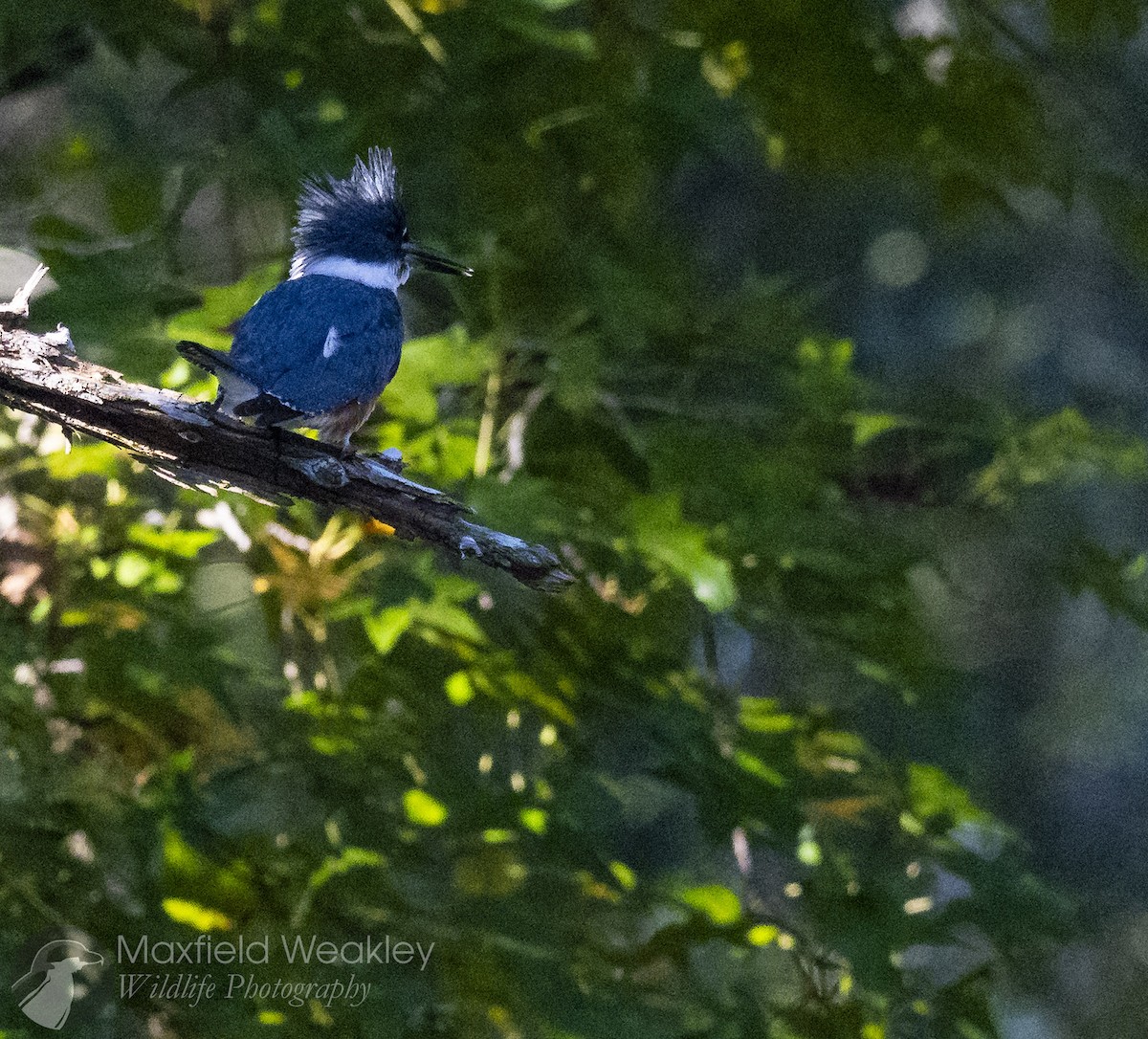 Martin handi iparramerikarra - ML645405194