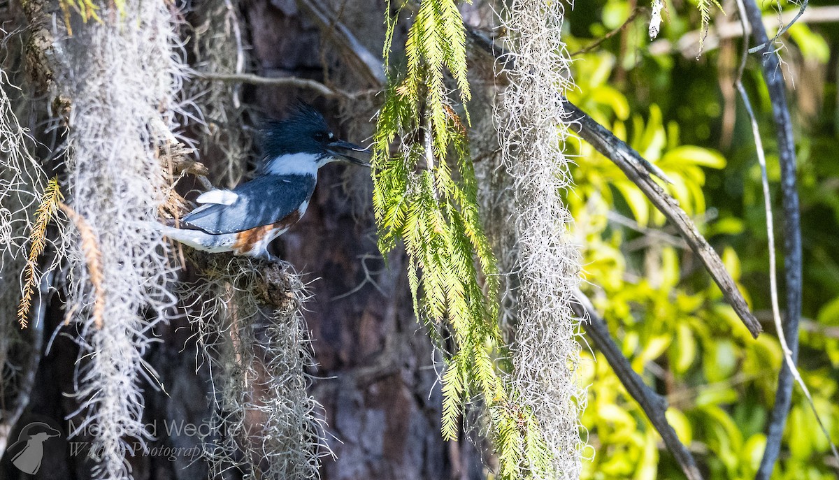 Martin handi iparramerikarra - ML645405195