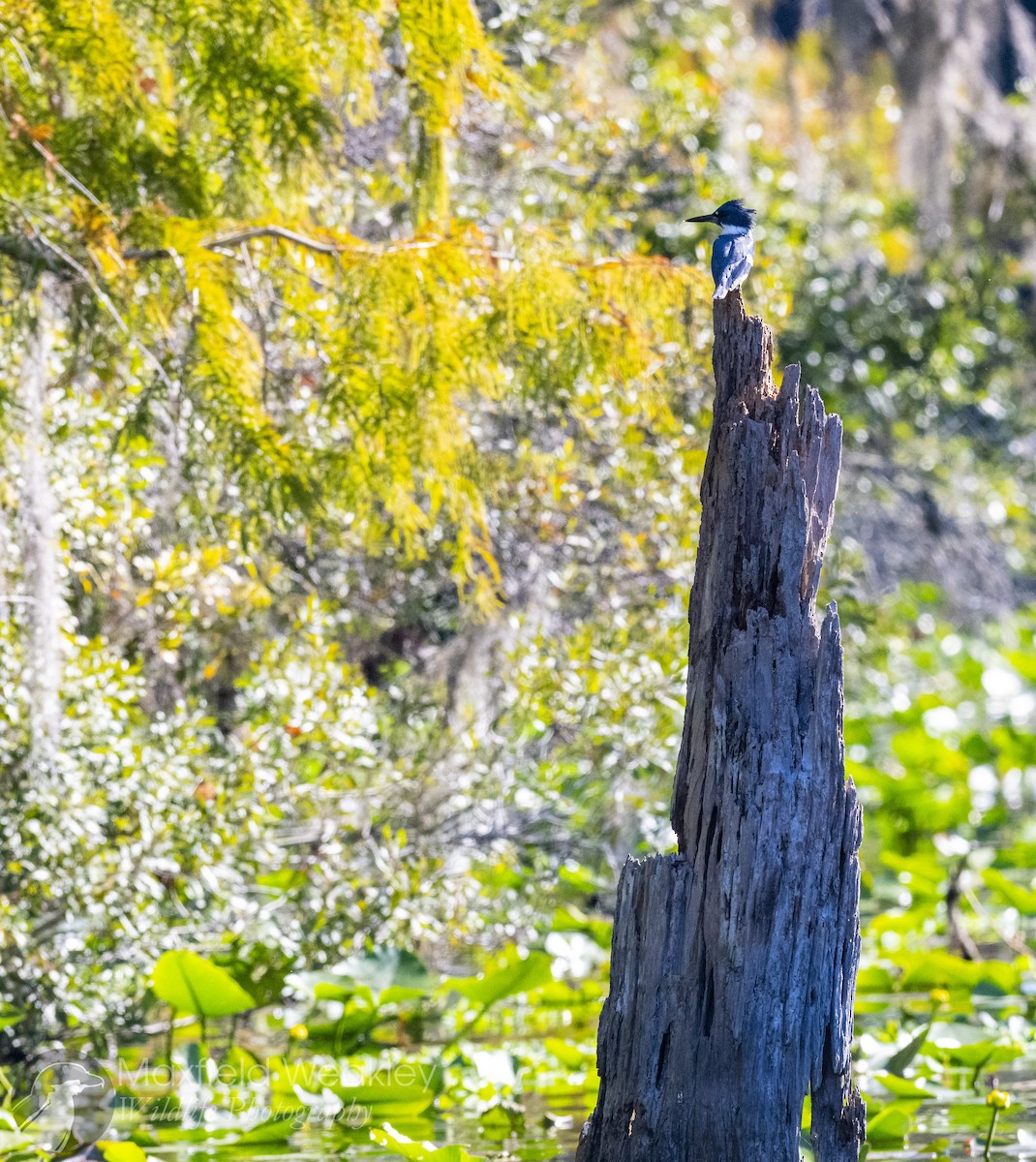 Martin handi iparramerikarra - ML645405196