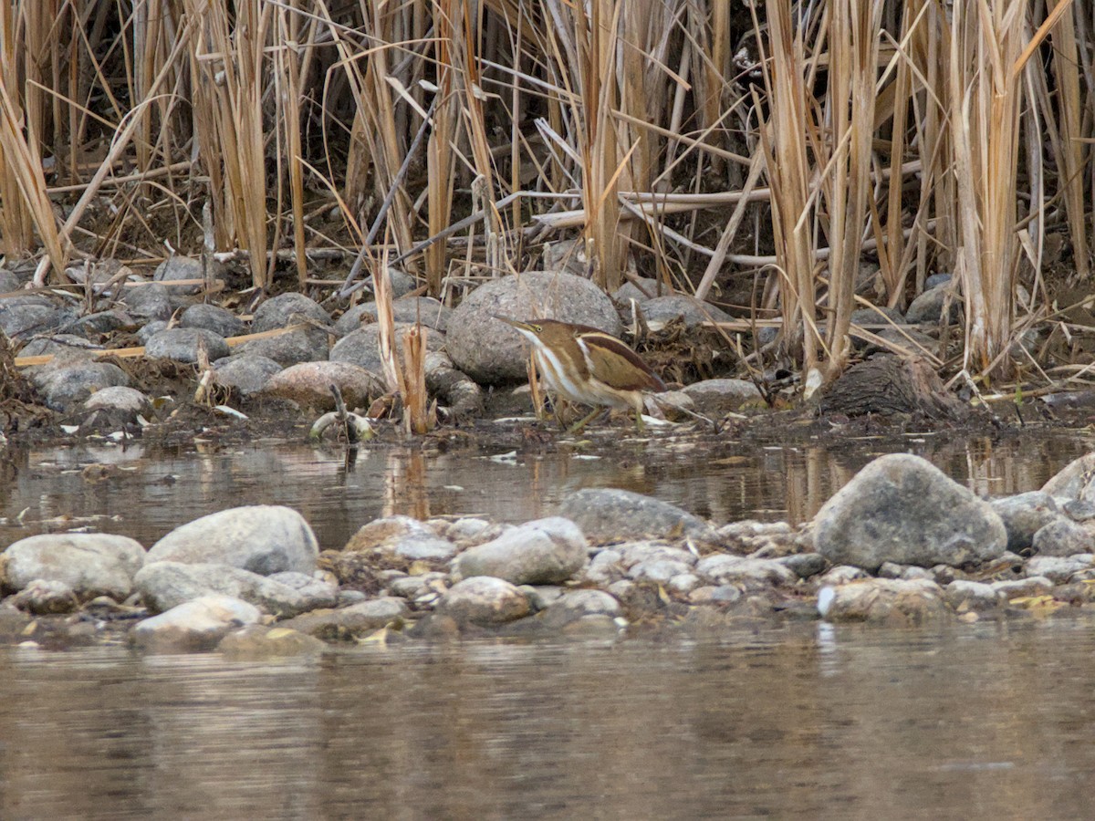 コヨシゴイ - ML645405198