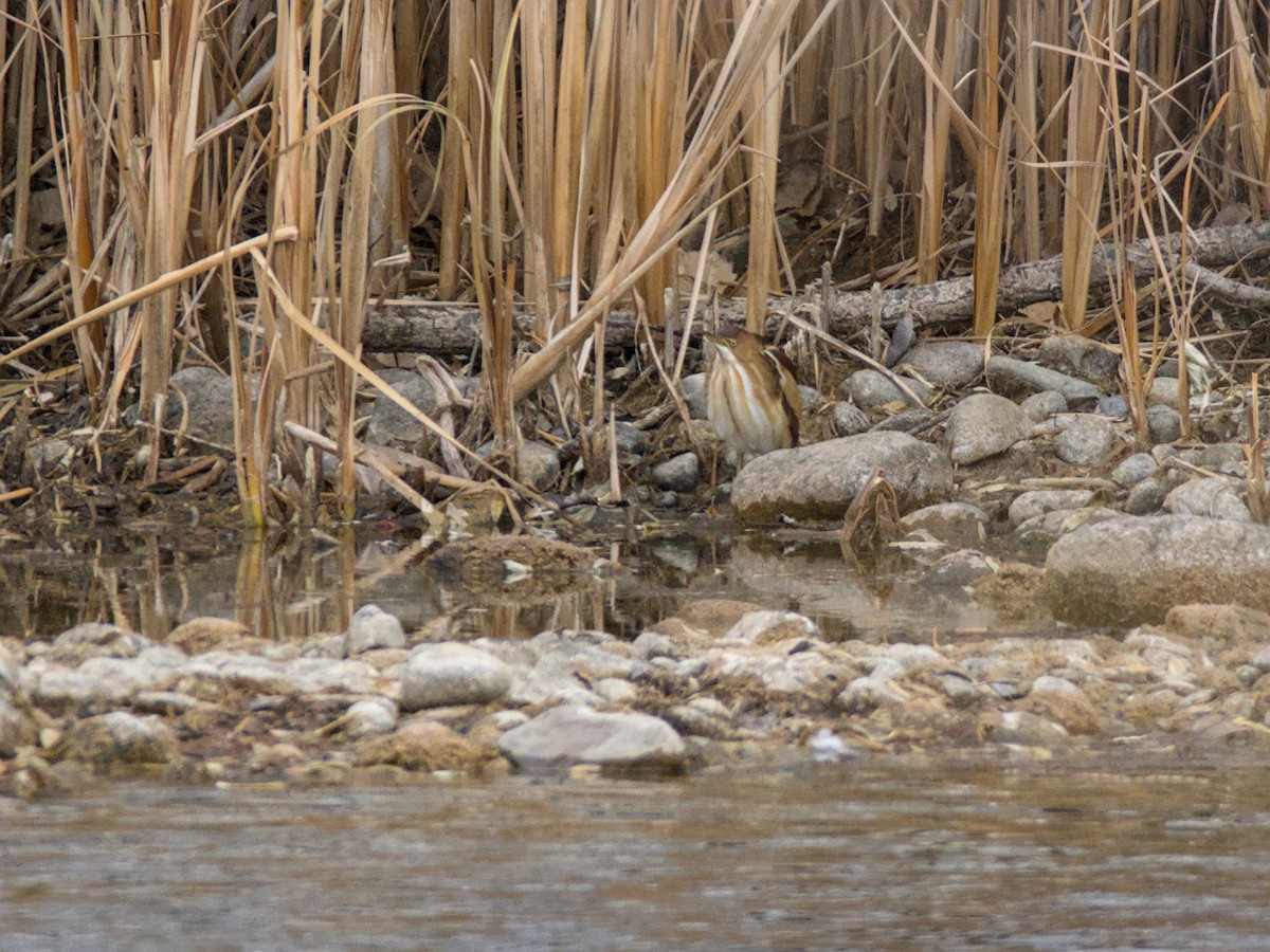 コヨシゴイ - ML645405199