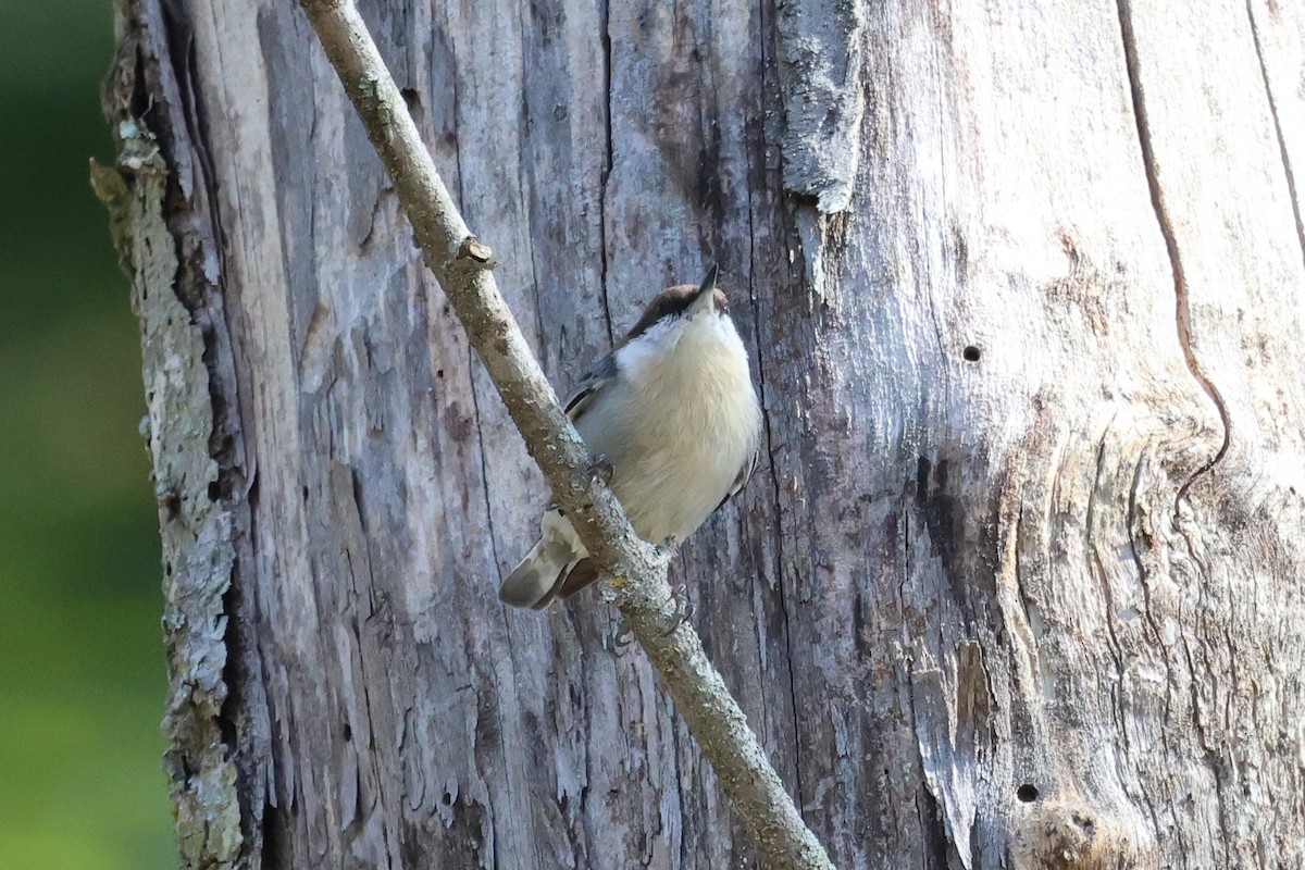Brown-headed Nuthatch - ML645405207