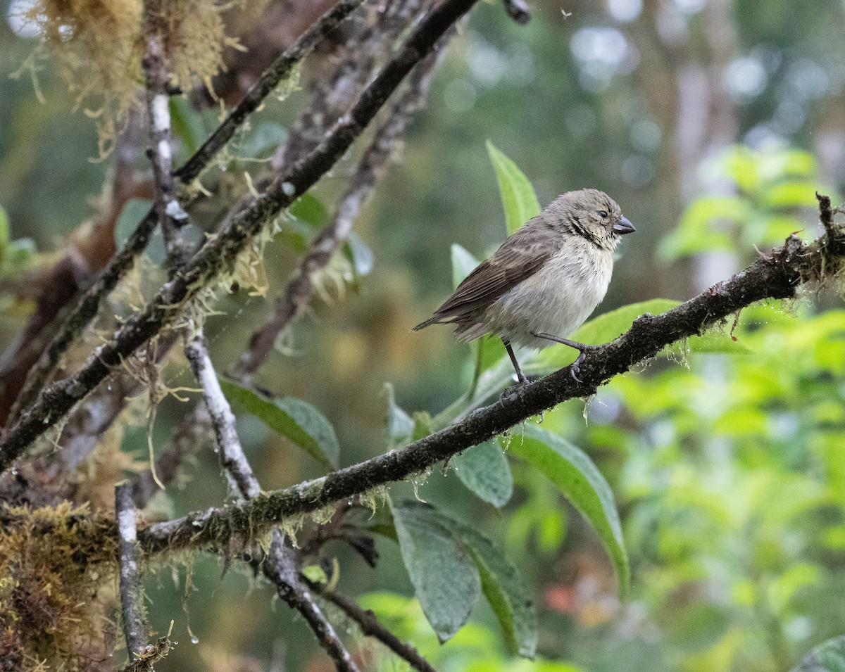 Small Tree-Finch - ML645405227