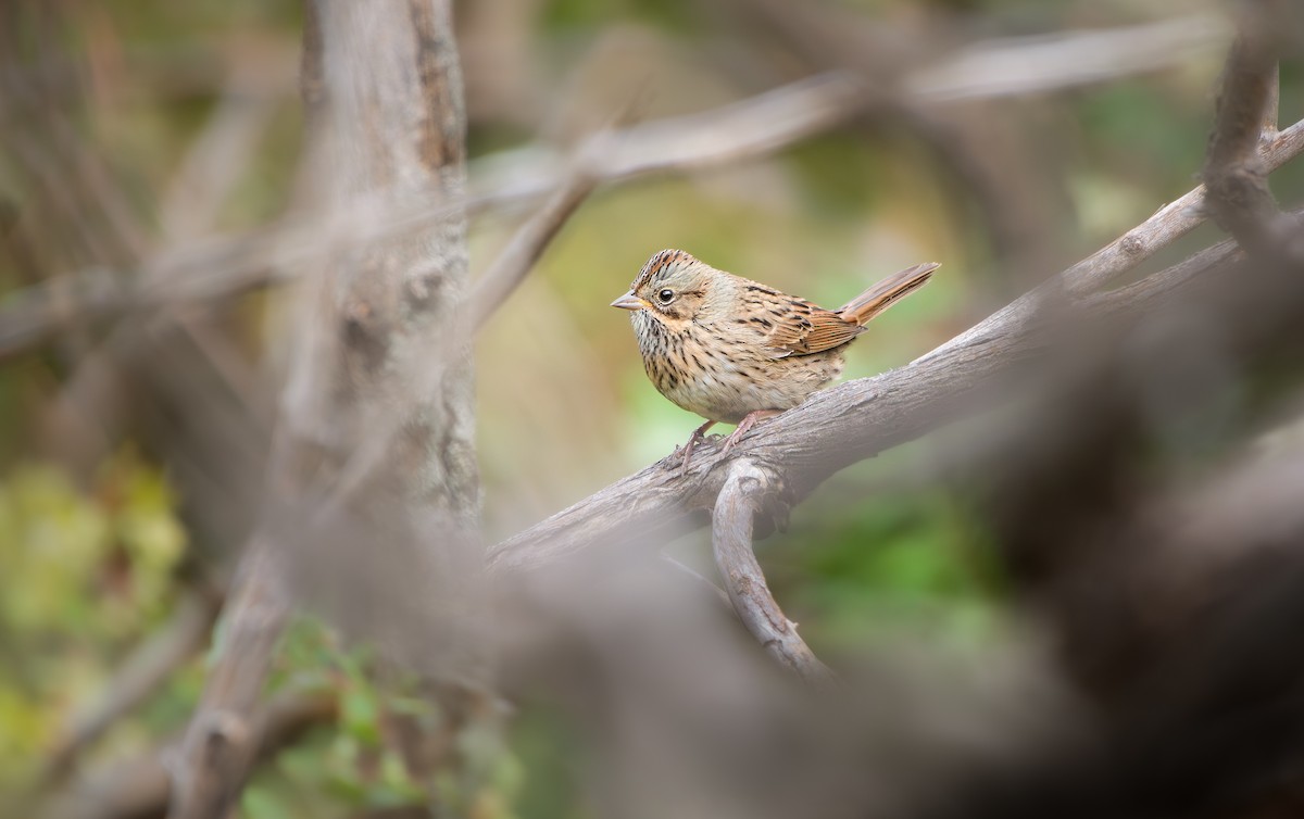Lincoln's Sparrow - ML645405238