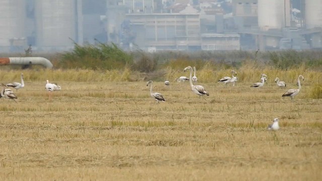 Greater Flamingo - ML645405240