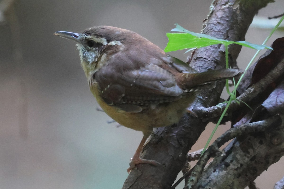 Carolina Wren - ML645405251