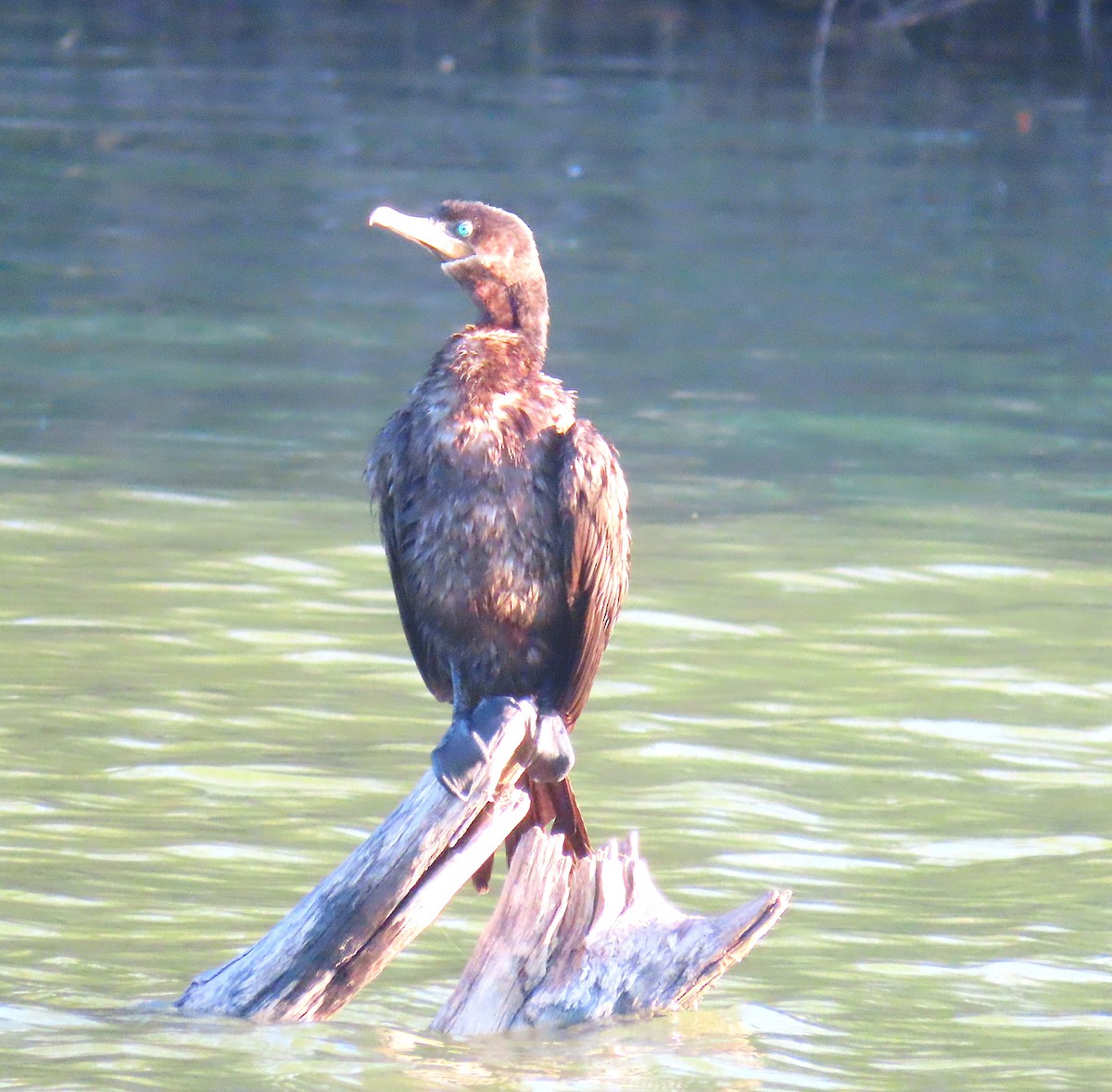 Neotropic Cormorant - ML645405255