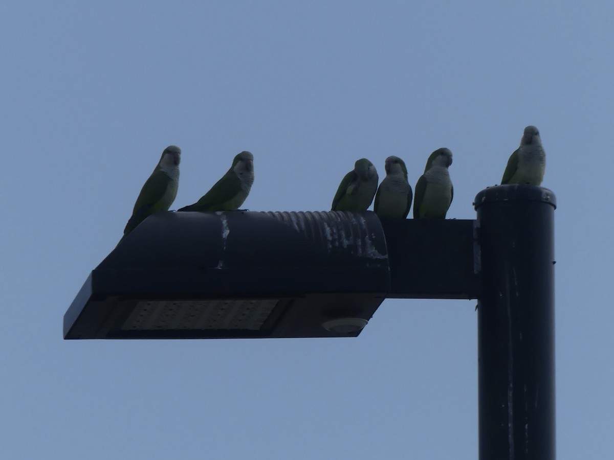 Mönchssittich - ML645405275