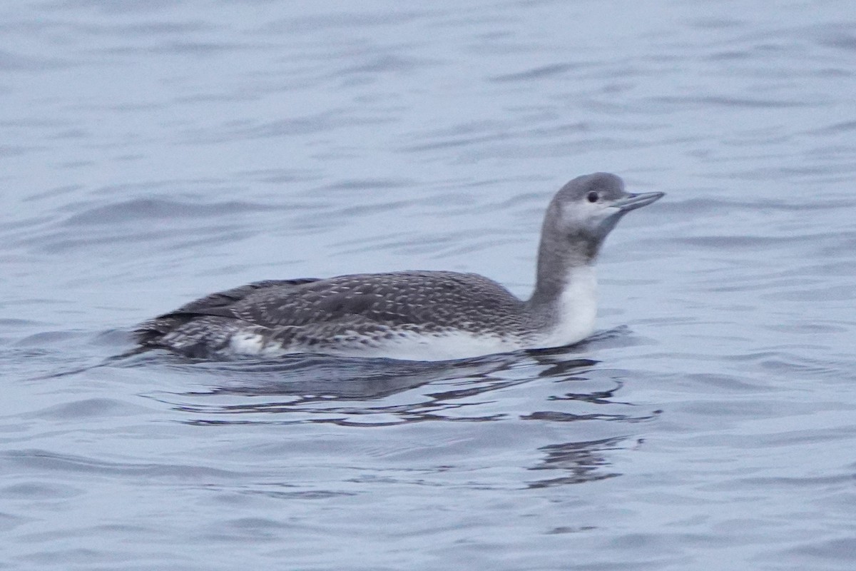 Plongeon catmarin - ML645405291