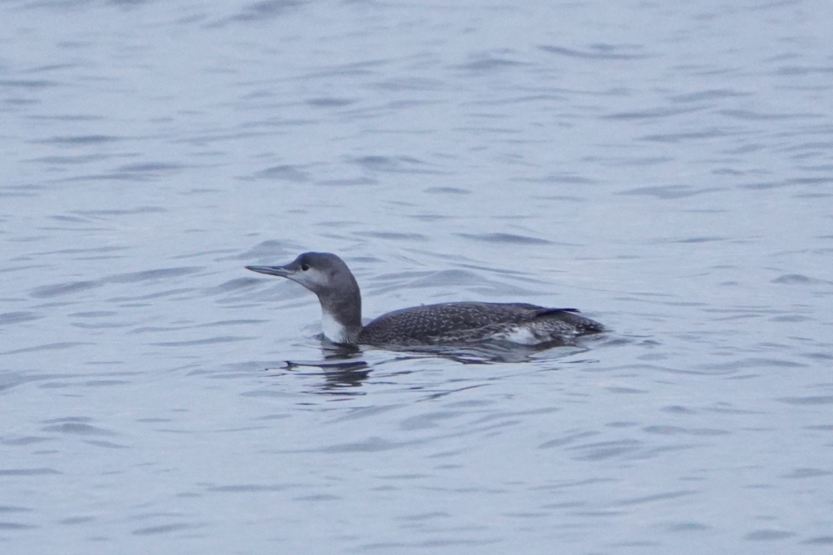 Plongeon catmarin - ML645405293