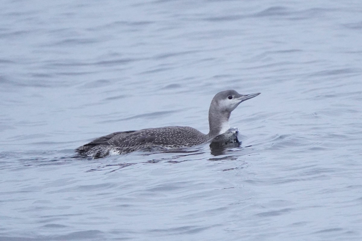 Plongeon catmarin - ML645405294