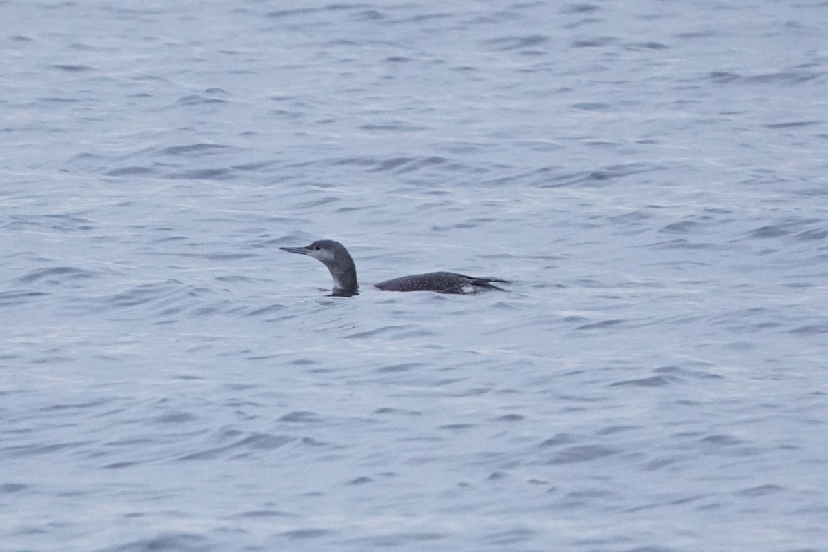 Plongeon catmarin - ML645405295