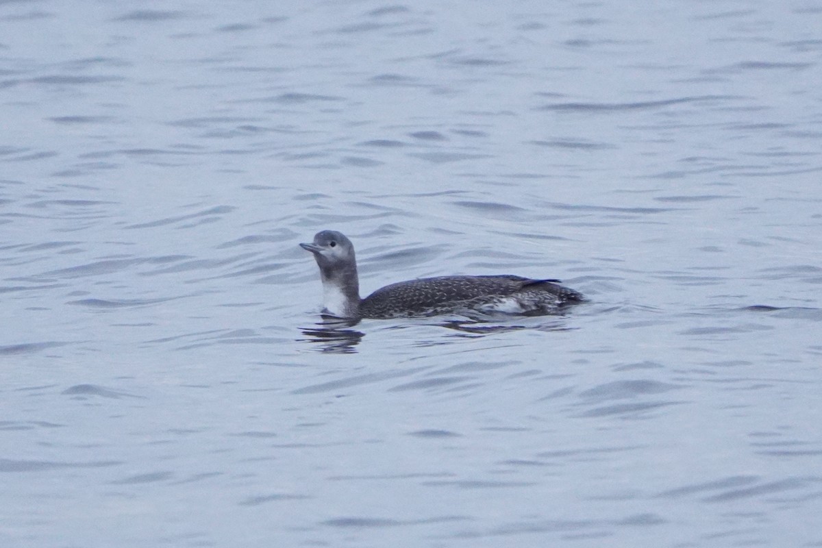 Plongeon catmarin - ML645405296