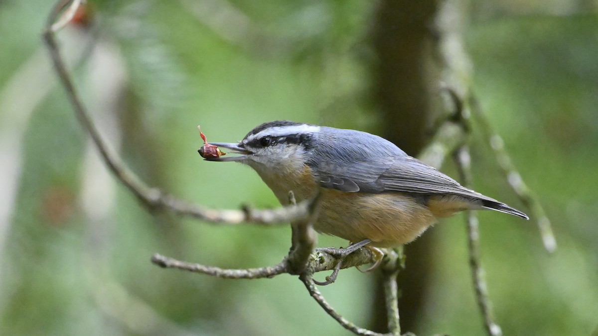 Red-breasted Nuthatch - ML645405298