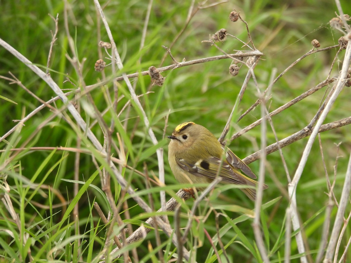 Roitelet huppé - ML645405300