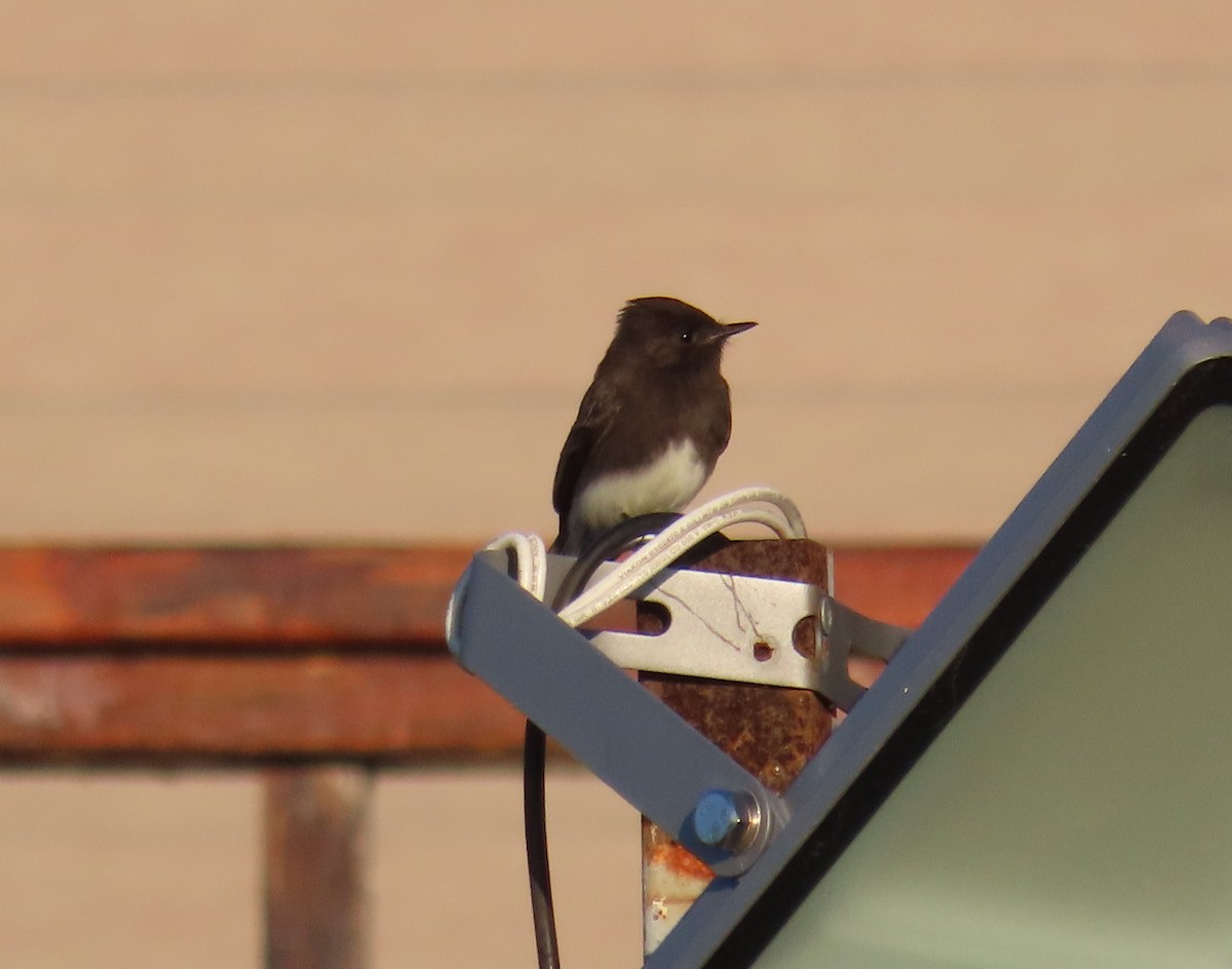 Black Phoebe - ML645405303