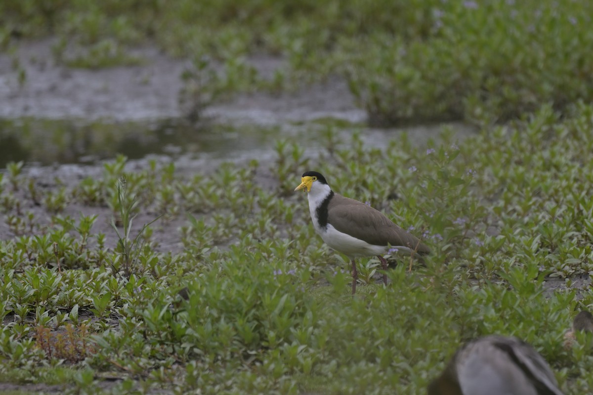 čejka australská - ML645405321