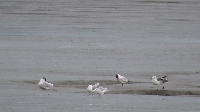 Caspian Tern - ML645405337