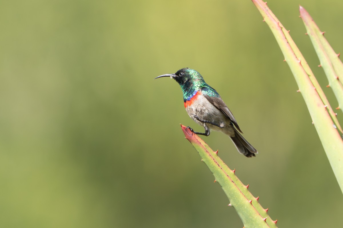 Southern Double-collared Sunbird - ML645405347