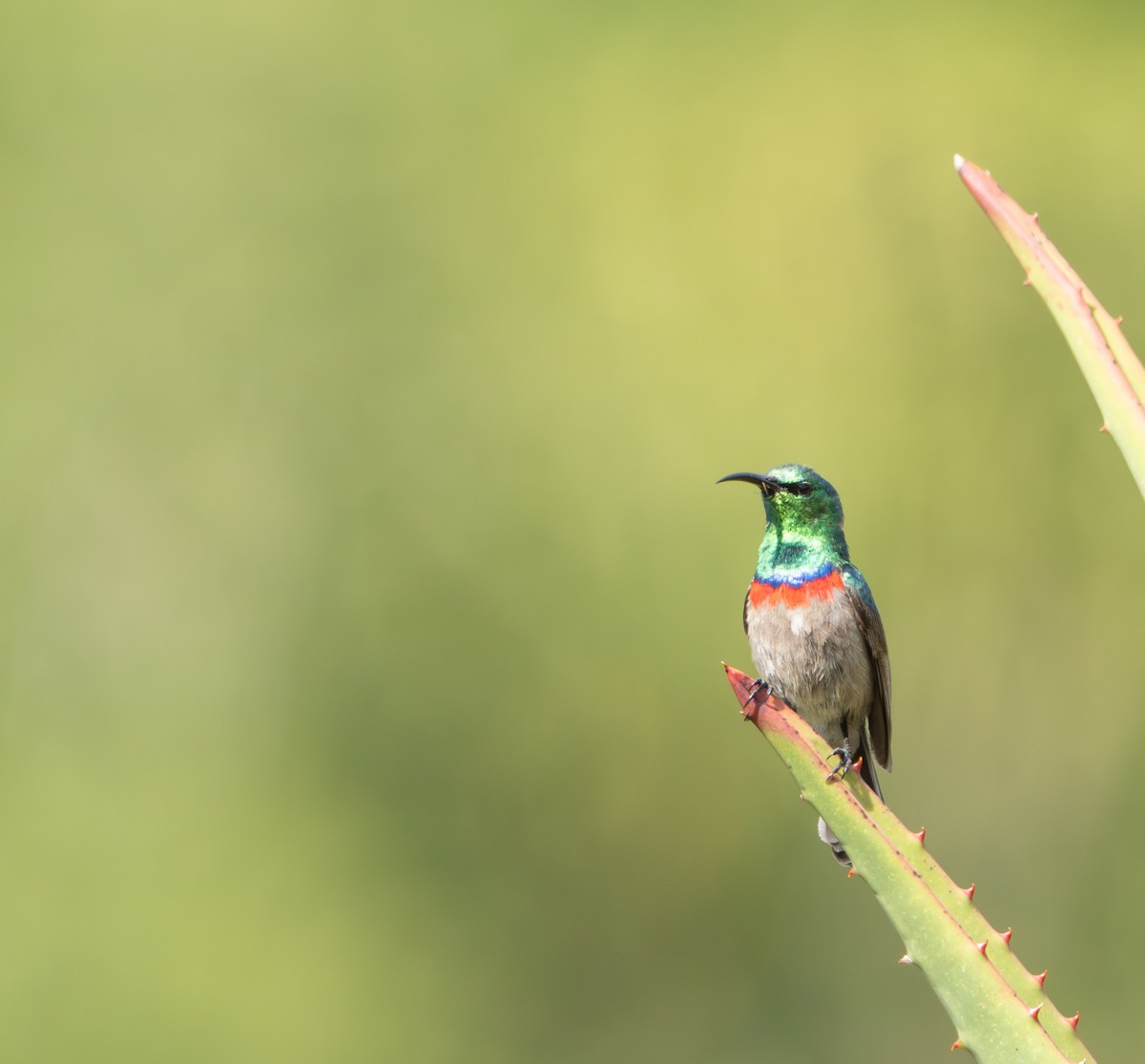 Southern Double-collared Sunbird - ML645405348