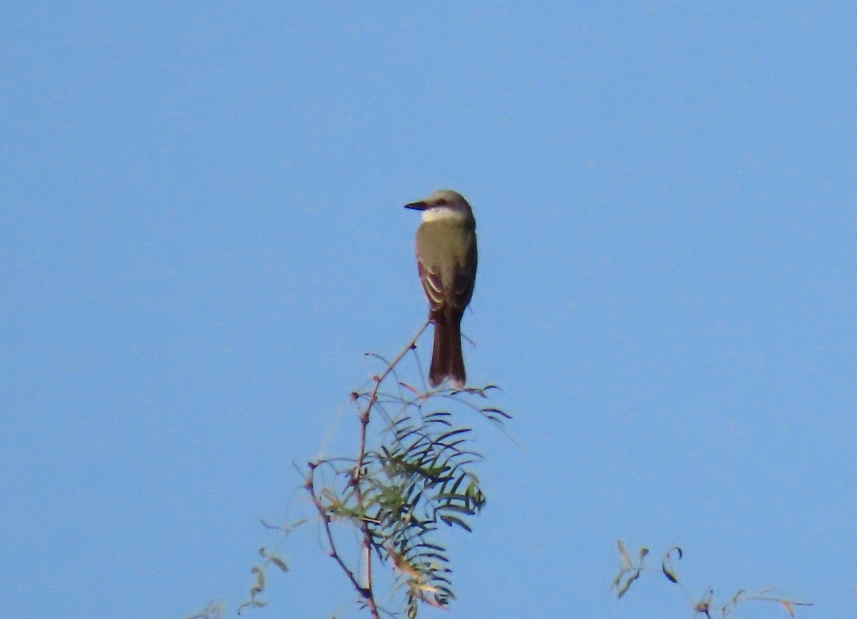 Tropical Kingbird - ML645405349