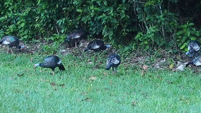 Ocellated Turkey - ML645405352