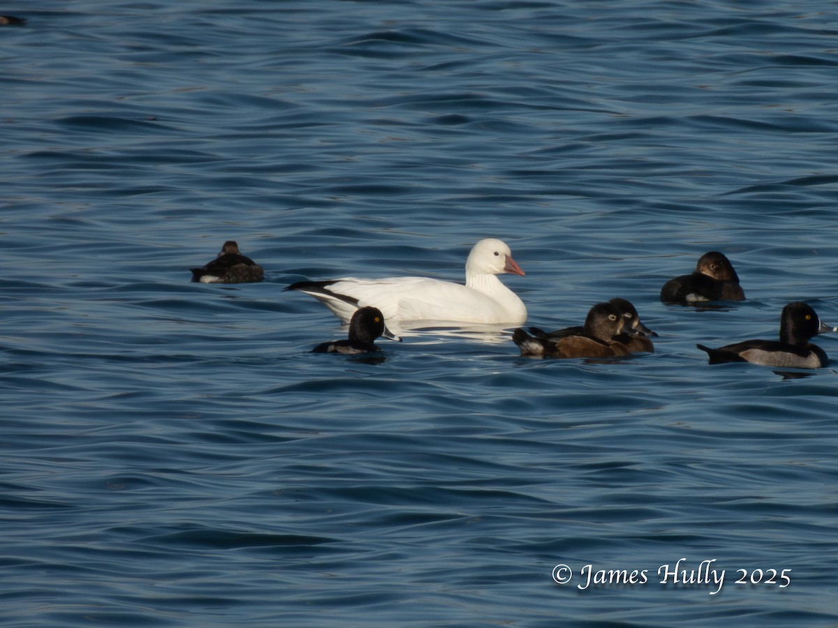 Ross's Goose - ML645405364