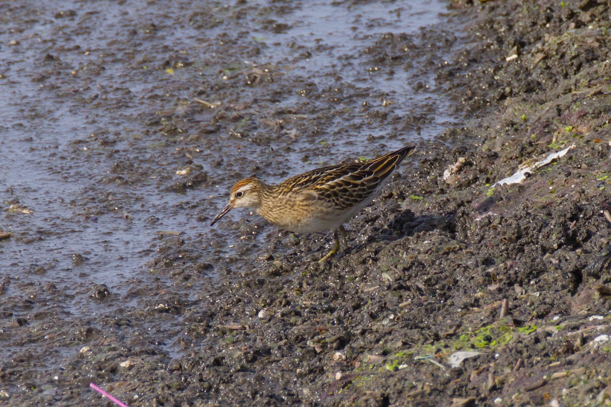 Sharp-tailed Sandpiper - ML645405366