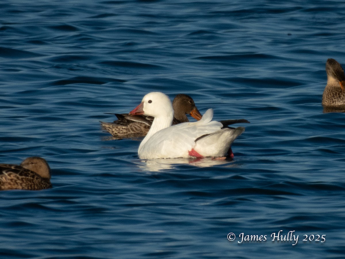 Ross's Goose - ML645405367