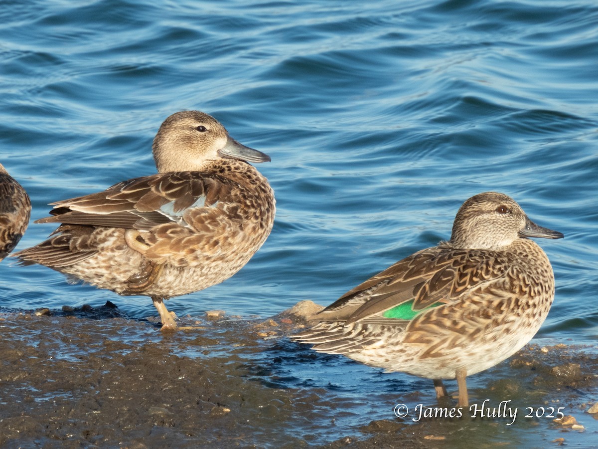 Blue-winged Teal - ML645405373