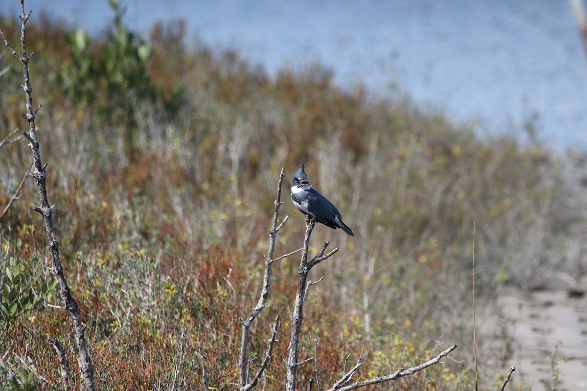 Martin handi iparramerikarra - ML645405380