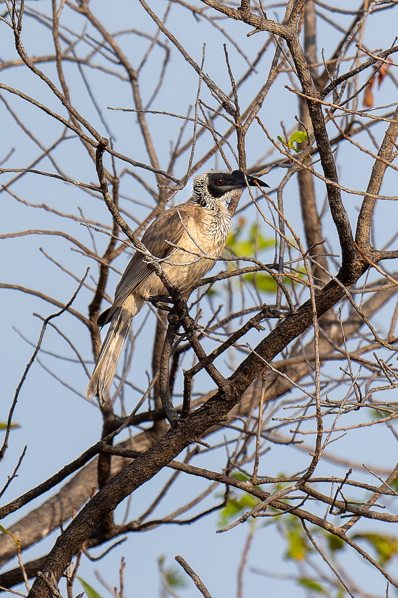 zoborožík stříbrokorunkatý - ML645405381