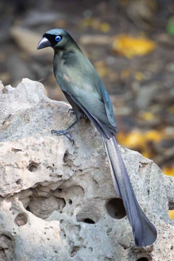 Ракетохвостая сорока - ML645405384