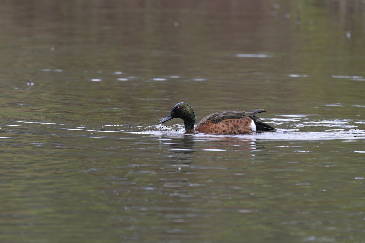 Chestnut Teal - ML645405388