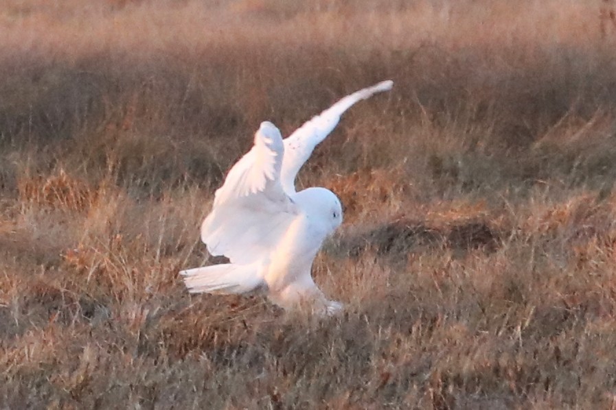 snøugle - ML645405389