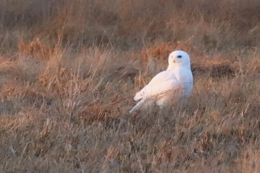 snøugle - ML645405390