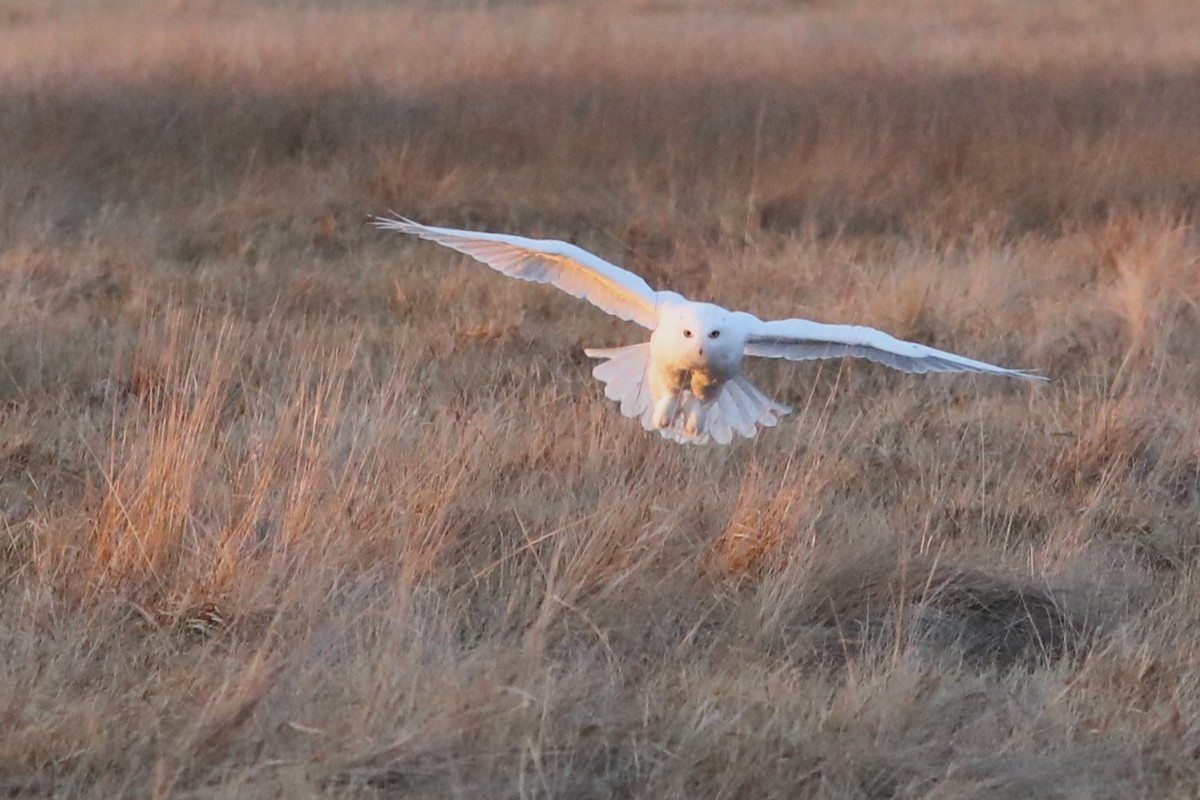 snøugle - ML645405392