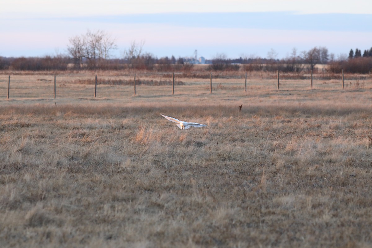 snøugle - ML645405393