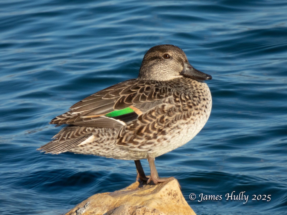 Green-winged Teal - ML645405395