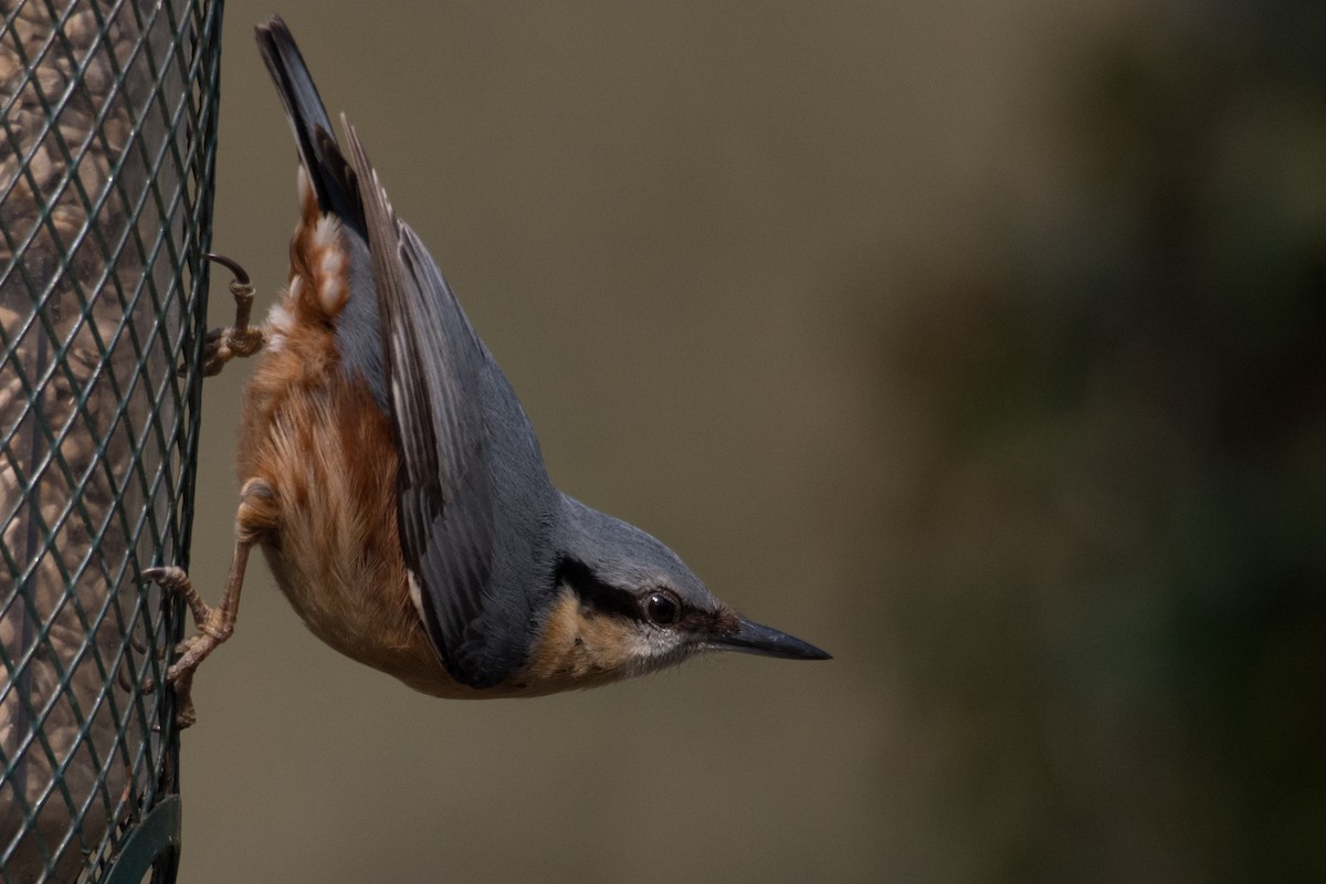 Eurasian Nuthatch - ML645405402