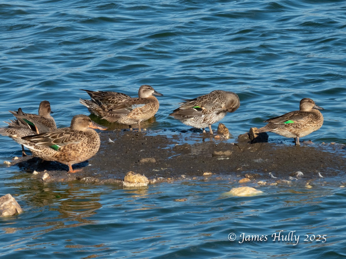 Northern Shoveler - ML645405405