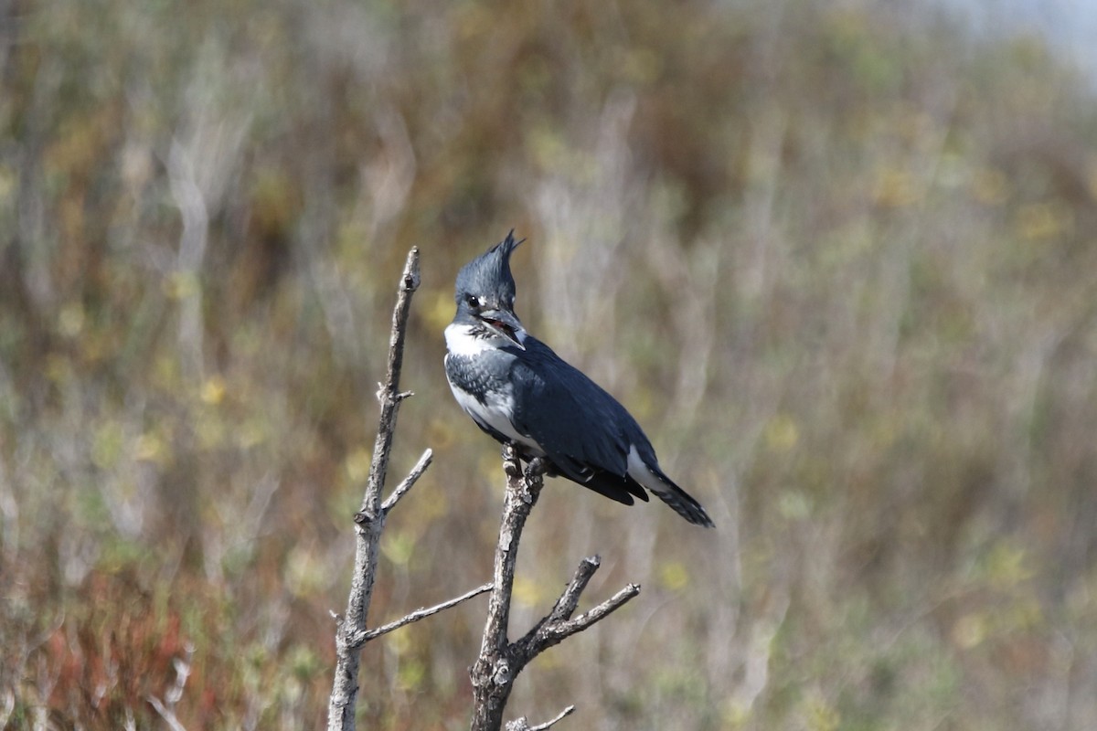 Martin handi iparramerikarra - ML645405406