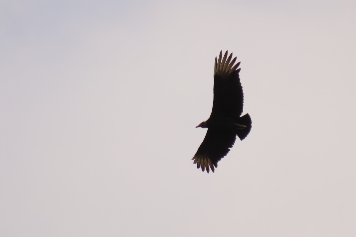 Black Vulture - ML645405423