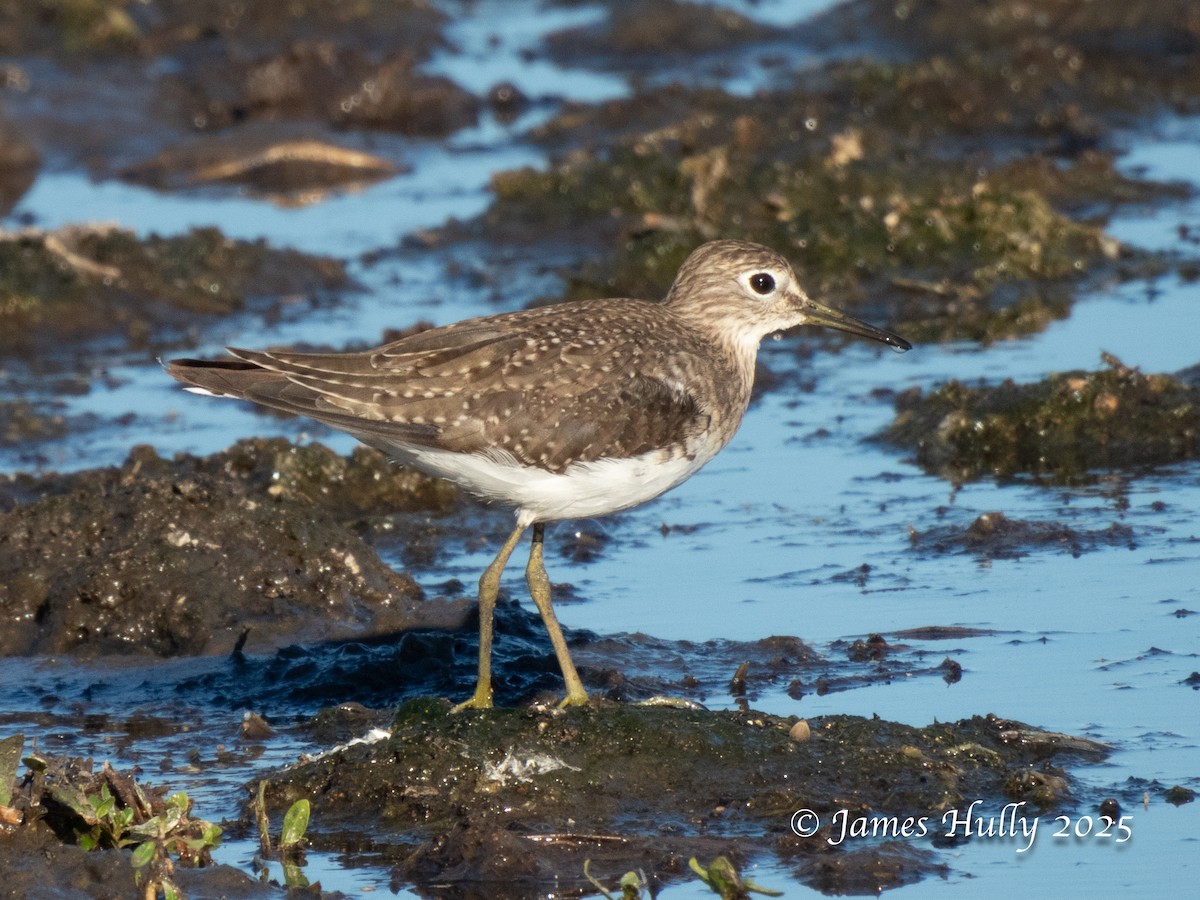 Einsiedelwasserläufer - ML645405424