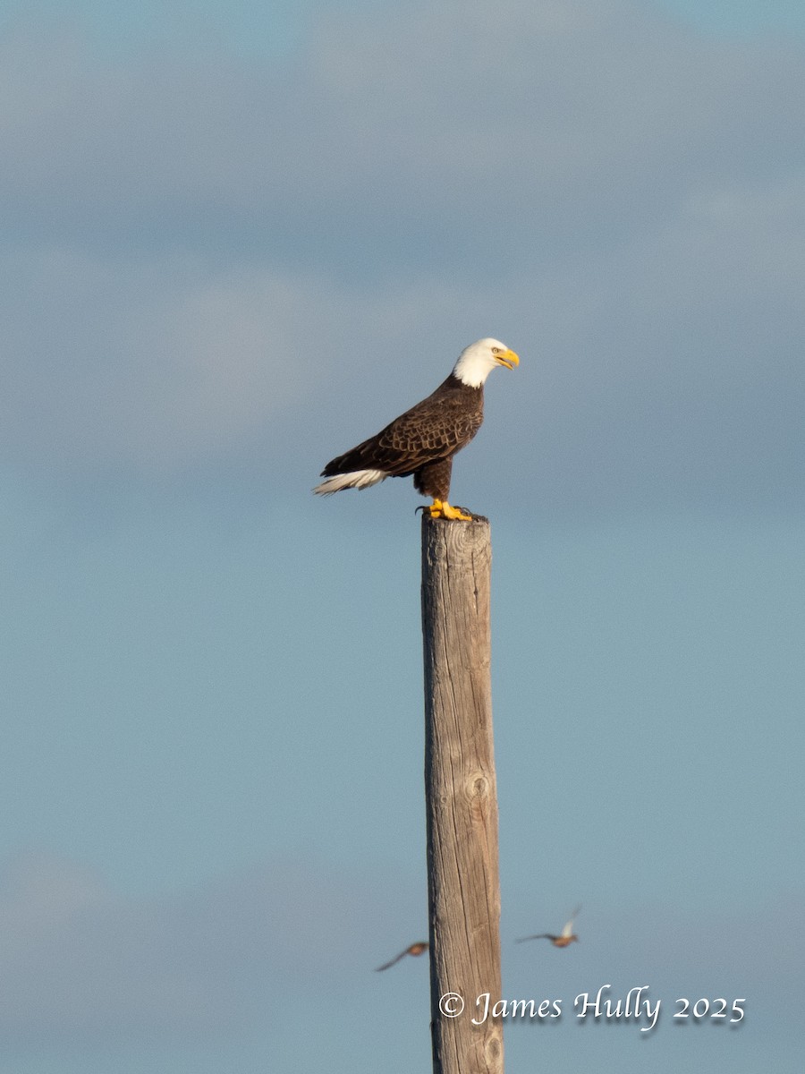 Bald Eagle - ML645405431