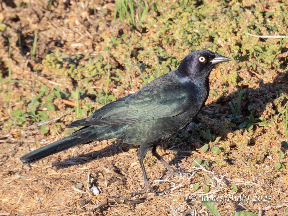 Brewer's Blackbird - ML645405438